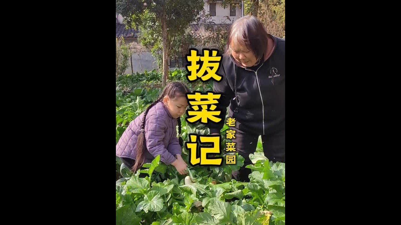 6岁半的小农民：周末阳光格外好，正是拔菜好时节。 #父亲母亲的菜园  #亲子时光  #农村生活  #农耕体验  #湖南双峰