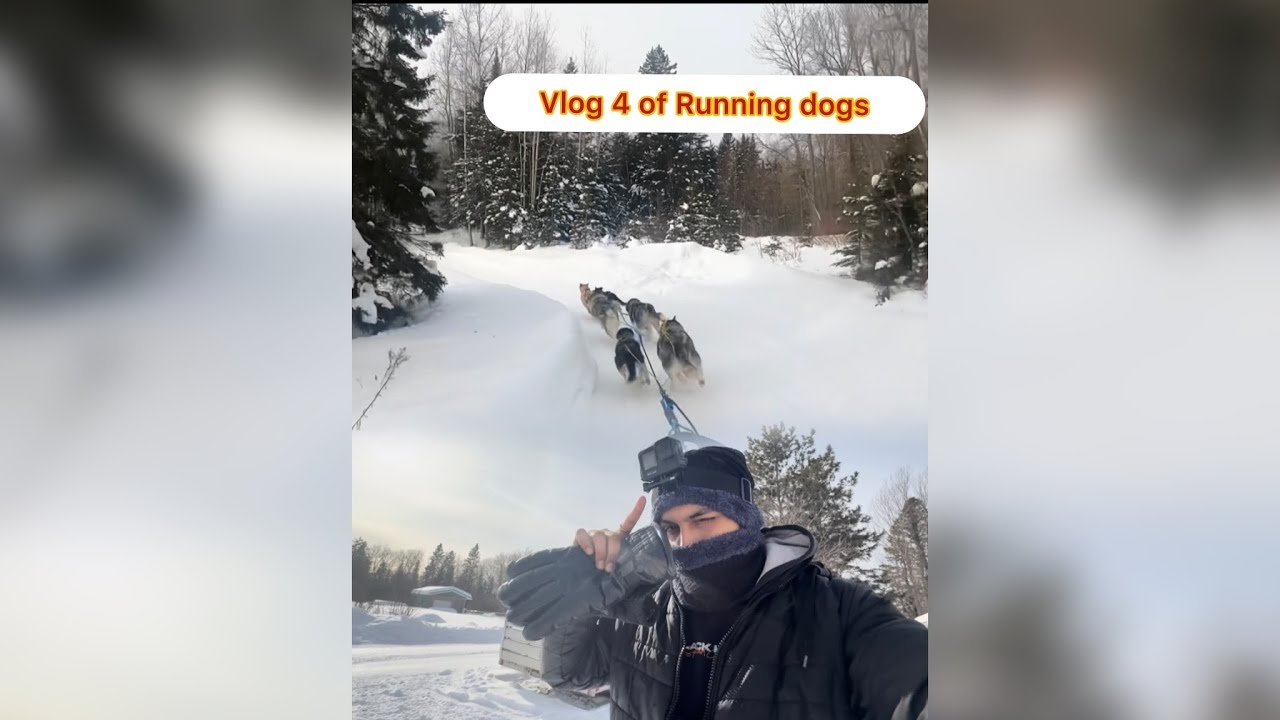 How We Prepare Huskies for the Run | Vlog 4