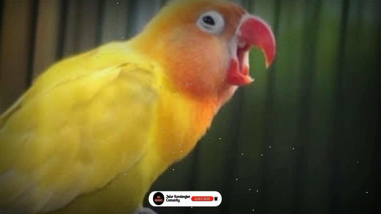 Masteran Lovebird Betina Minor.. Ampuh Untuk Cetak Dobelan & Konslet.