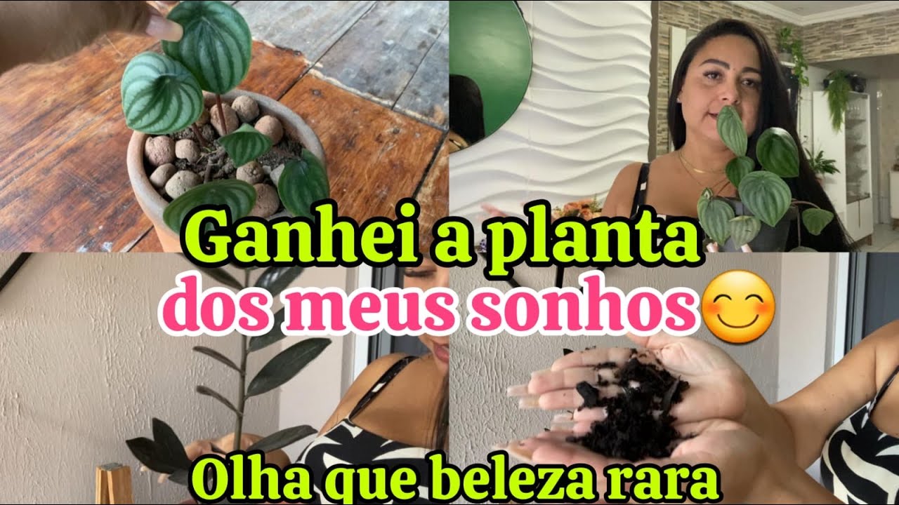GANHEI A PLANTA  DOS MEUS  SONHOS 🌿ZAMIOCULCA BLACK  e PEPER&Ocirc;MIA MELANCIA / Cuidados e Dicas!