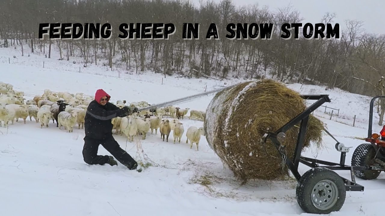 Thankful We Brought The Sheep Home - Feeding Sheep in a Snow Storm