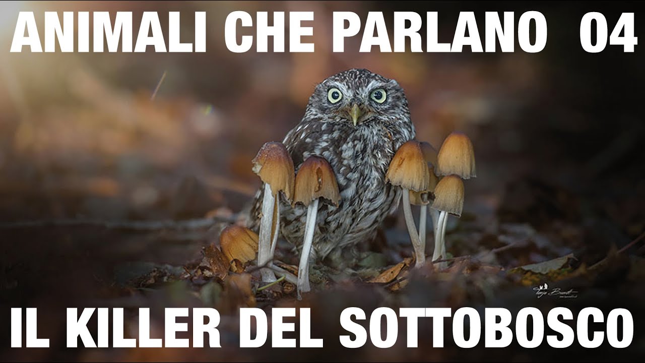 ANIMALI CHE PARLANO &ndash; Il killer del sottobosco