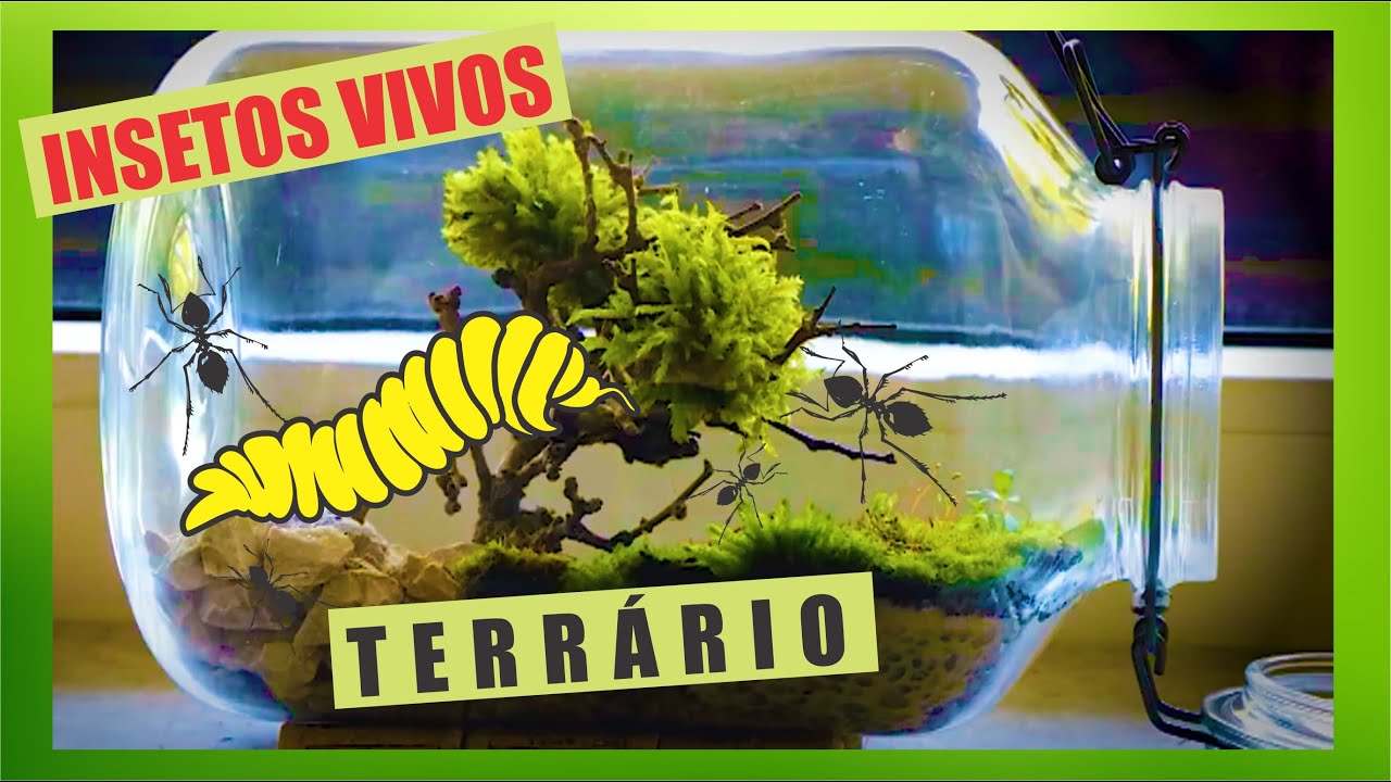 TERRÁRIO SELVAGEM COM INSETOS VIVOS -- SUCULENTAS -- TINY TERRARIUM