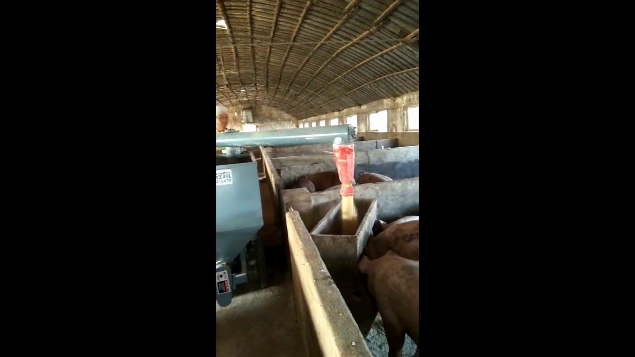Pig farm automatic feeding system working principle,Automatic Pig Feeder