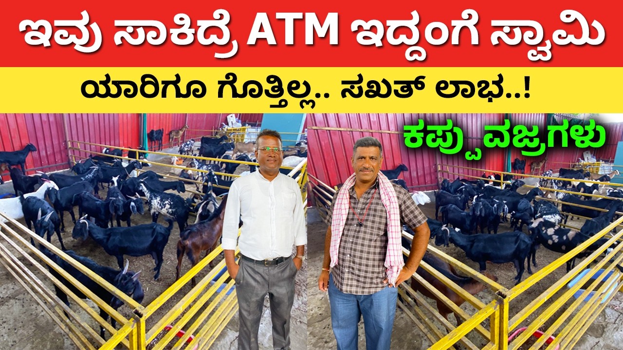 ಇವು ಸಾಕಿದ್ರೆ ATM ಇದ್ದಂಗೆ ಸ್ವಾಮಿ | Goat farming in Kannada | Meke kuri Sakanike | best farming ideas