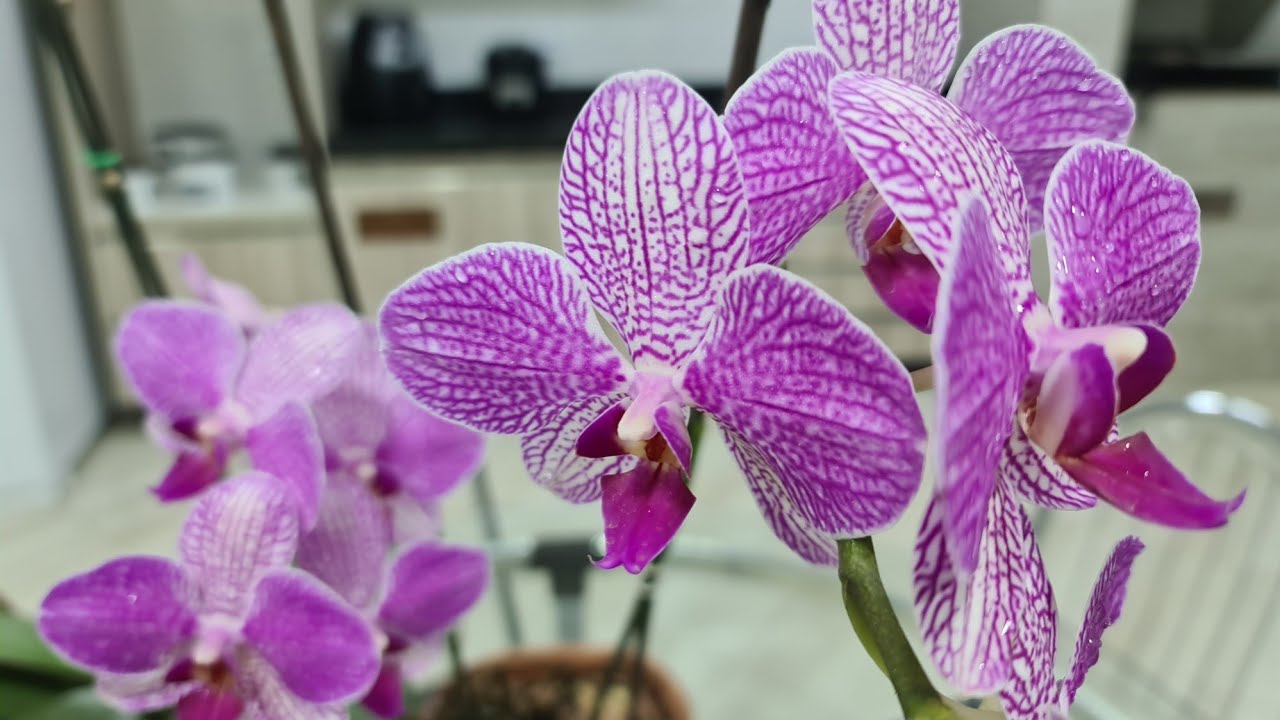 Phalaenopsis e Doritaenopsis