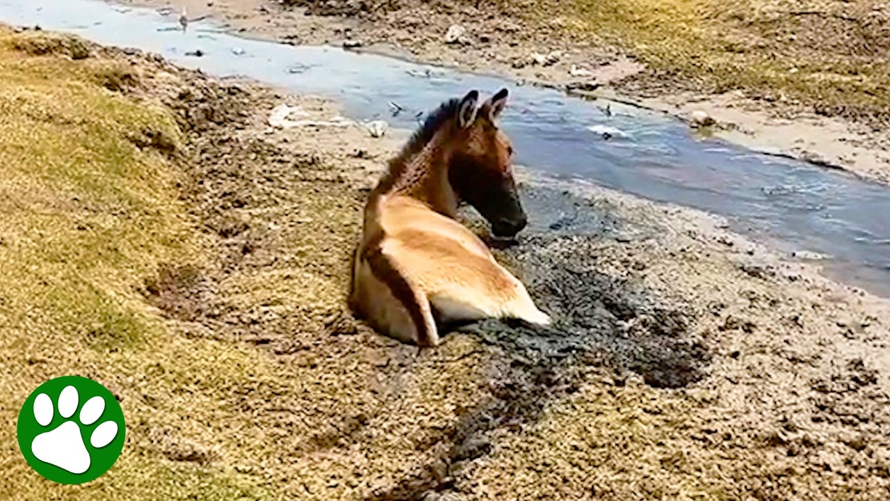 Saving A Wild Donkey From Swamp