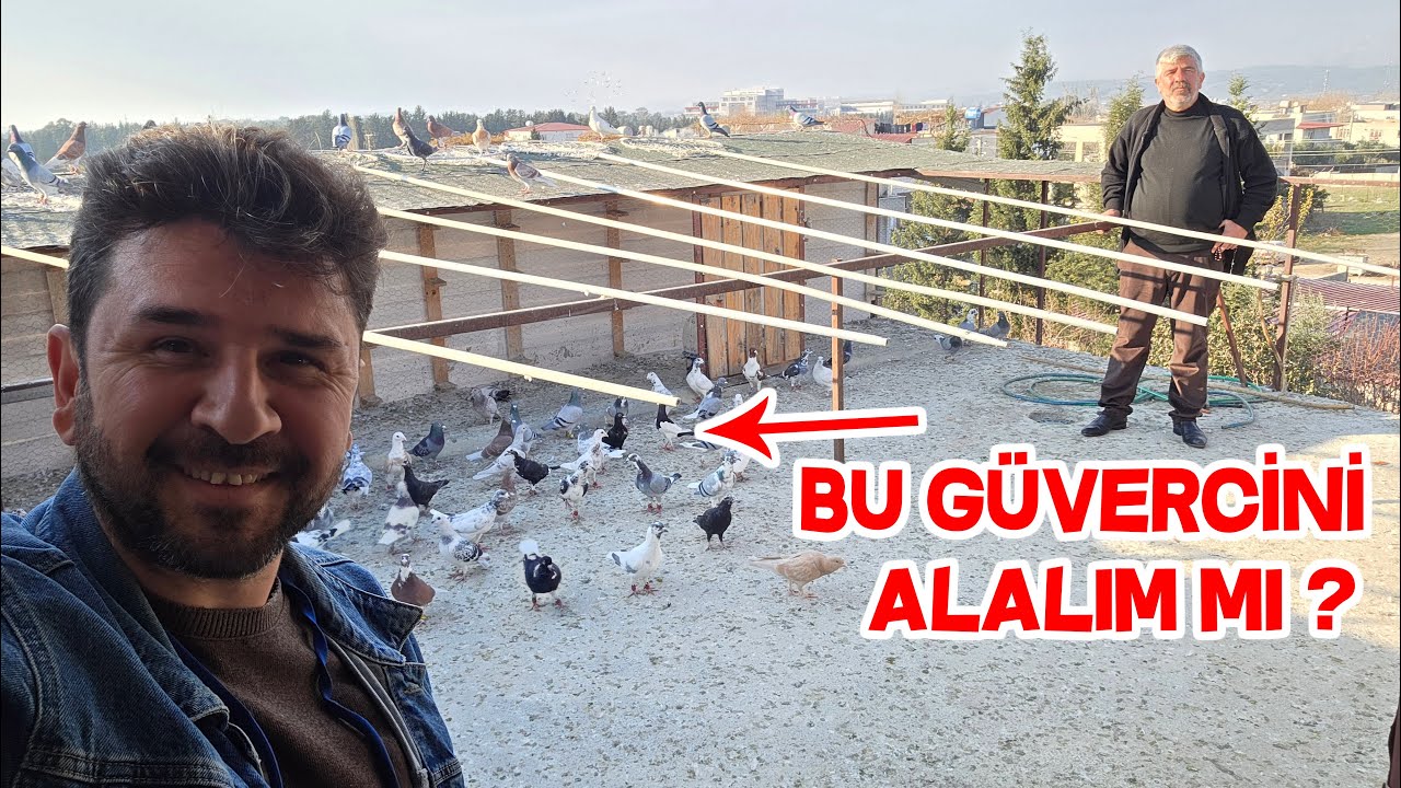 Arif Abinin Yeni Güvercin Çıkmasında İhtiyacım Olan Erkek Güvercini Buldum