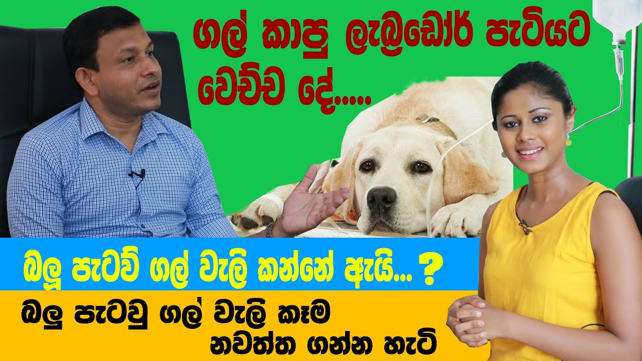 ඔබේ බලු පැටියා ගල් පස් කන්නේ ඇයි ? ඒක නවත්ත ගන්න විදිය මෙන්න....