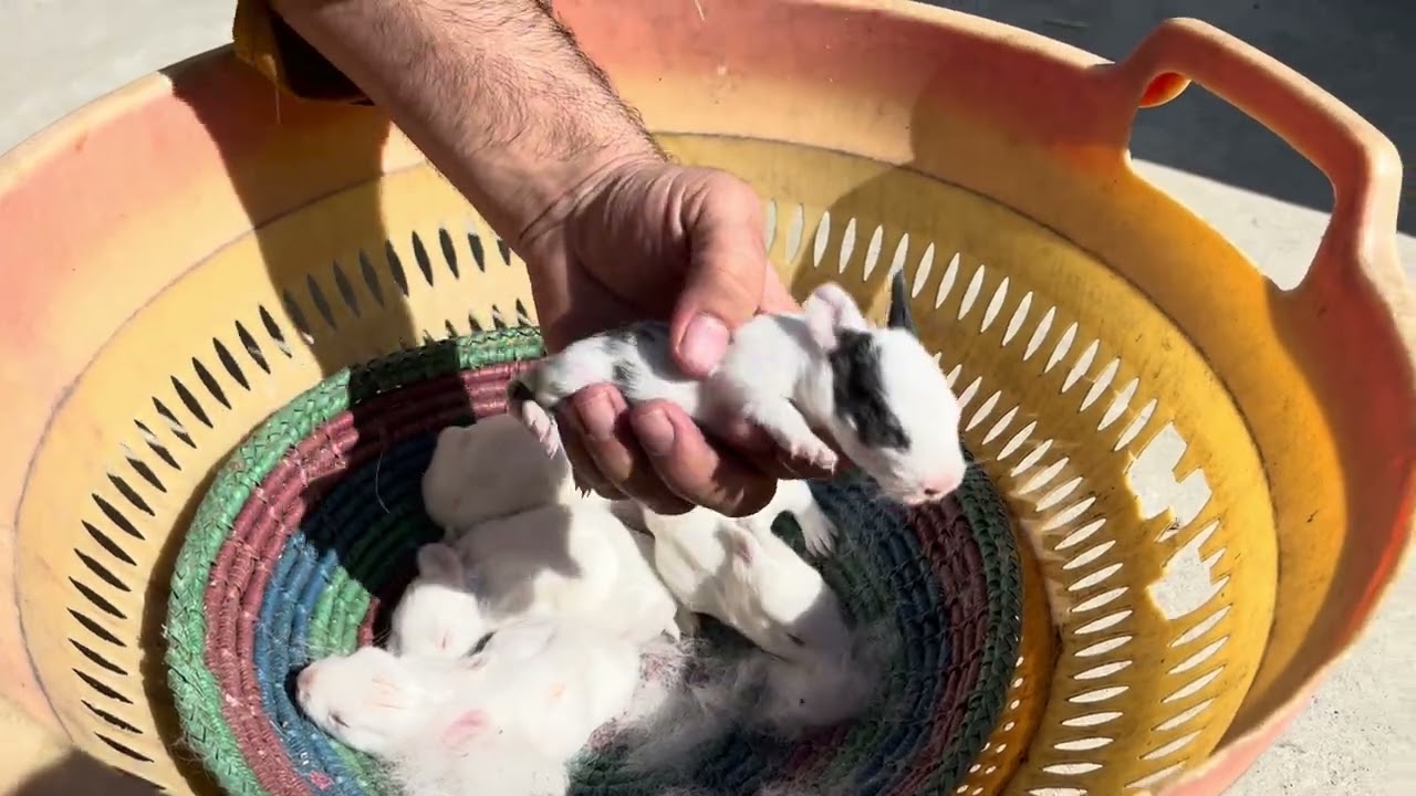 Bunny ||New born little bunny ||Beautifull white rabbit bunny||Daily routein