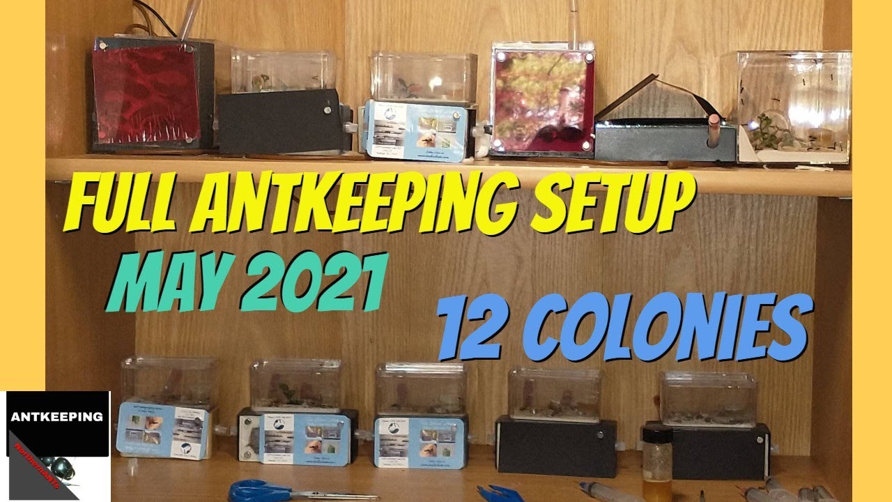 Antkeeping Setup, All Colonies May 2021, Ants, Tar Heel Ants ant nests, Ants as Pets,  #Antkeeping