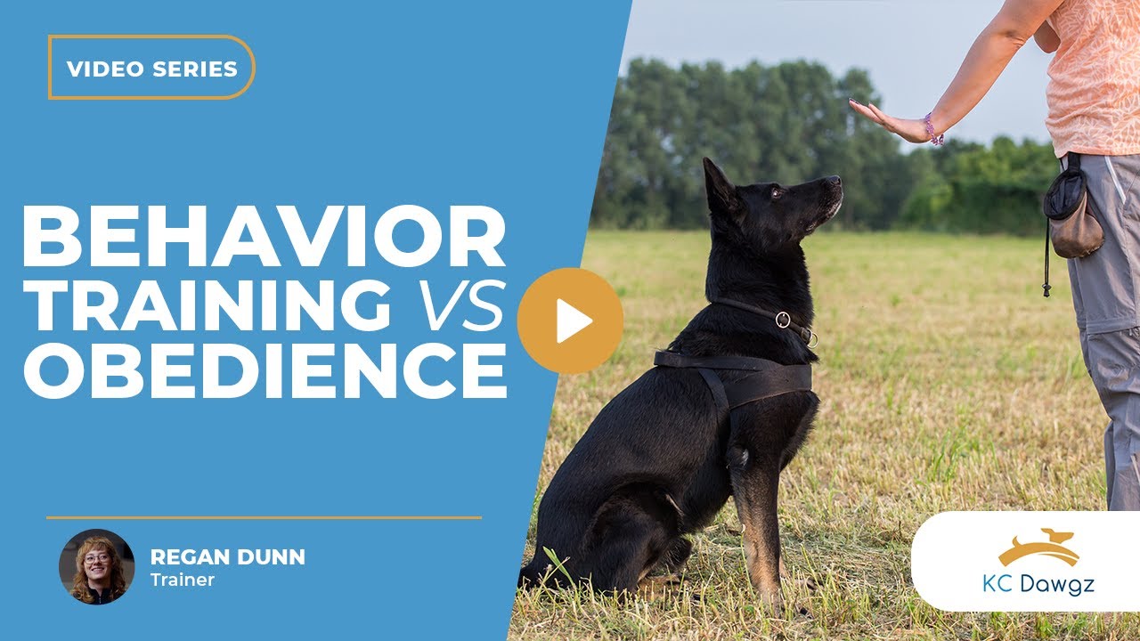 Behavior Training vs Obedience Dog Training: The Difference | KC Dawgz