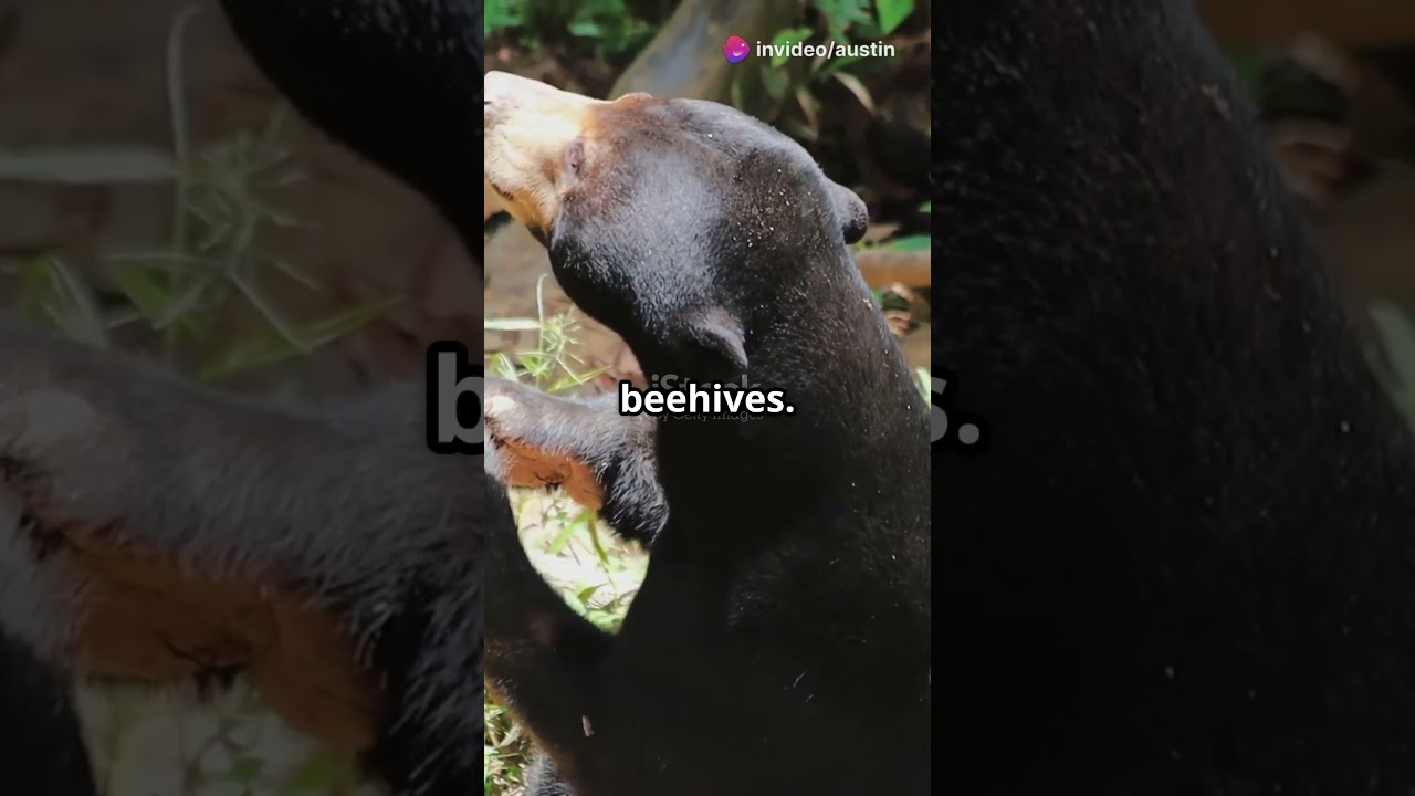 Fast Sun Bear Facts