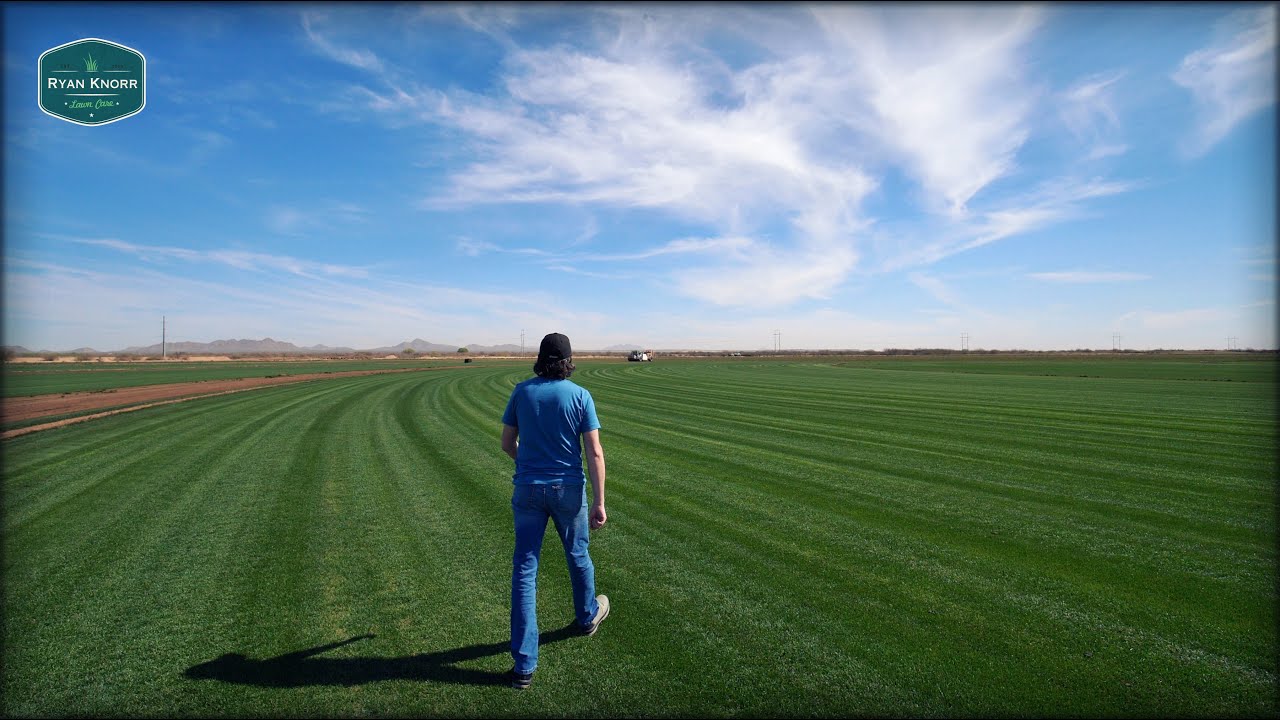 My Visit To Ryegrass Heaven