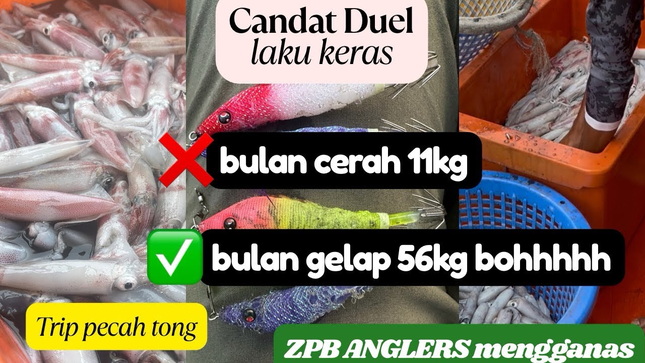 Candat sotong Terengganu 2025 pulau kapas, bulan gelap sotong masih mengganas