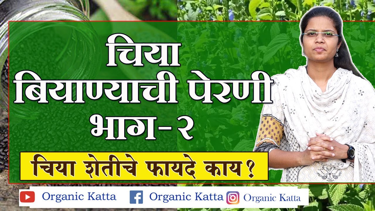 चिया बियाण्याची पेरणी कशी करावी - भाग 2 |  How to sow chia seeds - Part 2 #organic #chiaseeds #chia
