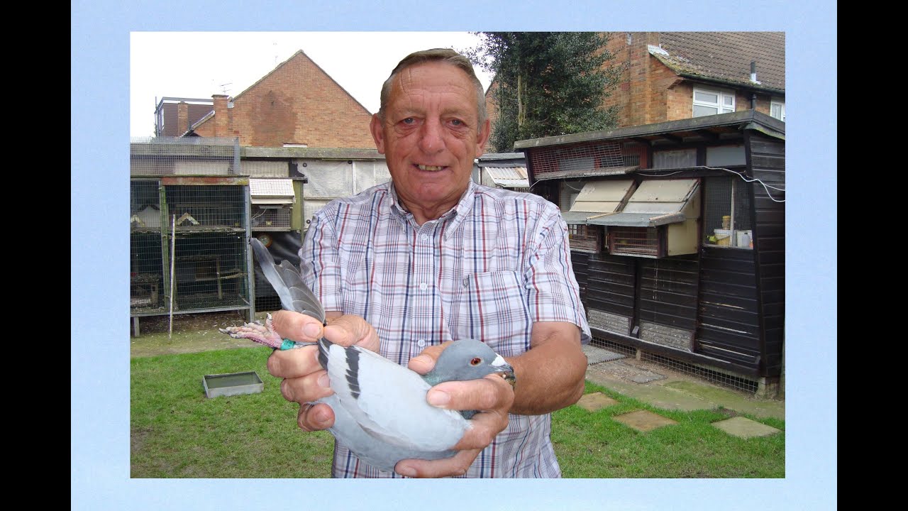 Video 480: Terry Haley of Watford: Premier Pigeon Racer