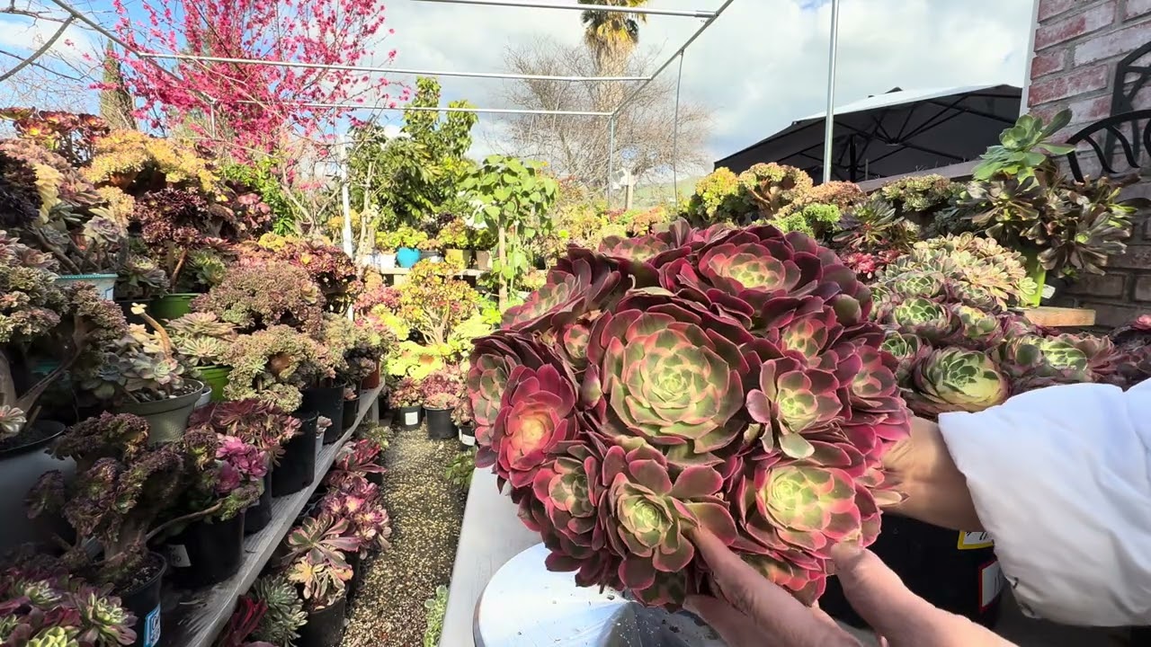 Feb 12-2026. New Shipment Came. Free Shipping /$180. Free Gift /$200. Stunning Aeoniums Varigated.