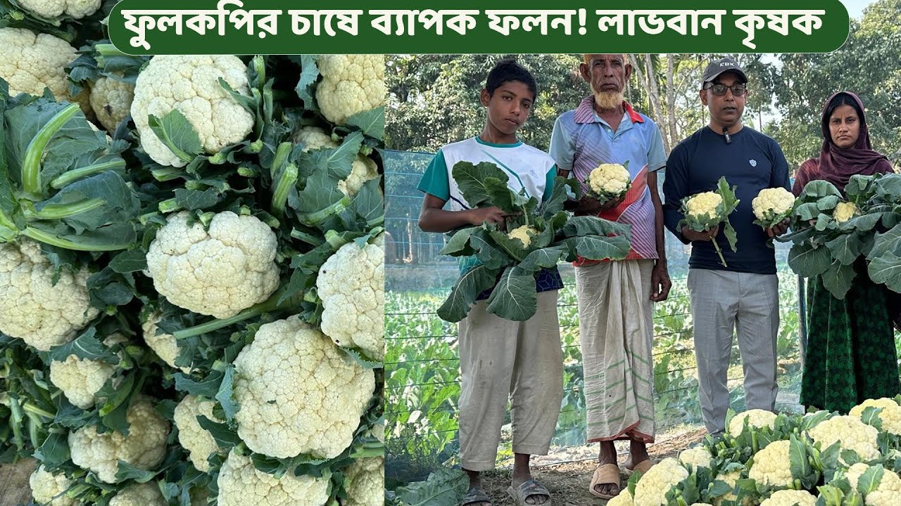 ফুলকপির চাষে বাম্পার ফলন! লাভবান কৃষক #MdJahangirAlamSelim