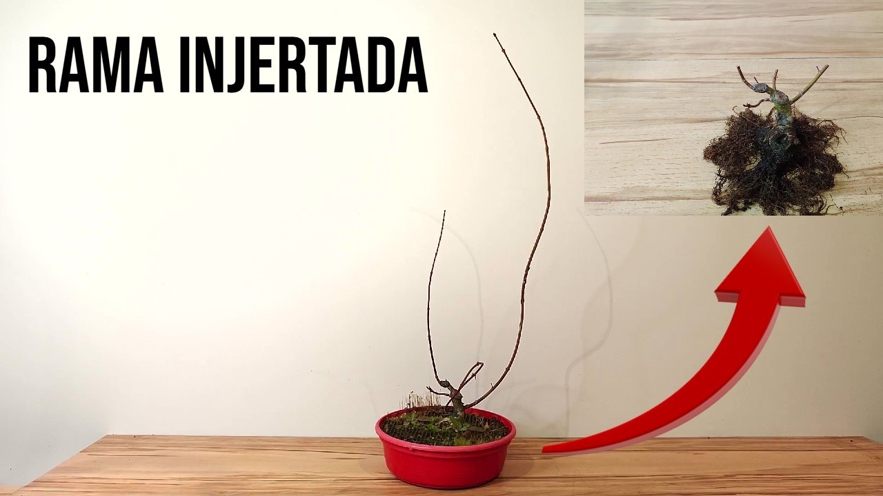 Rama Injertada en Yamamomiji y Trabajo en Nebari - BONSAI