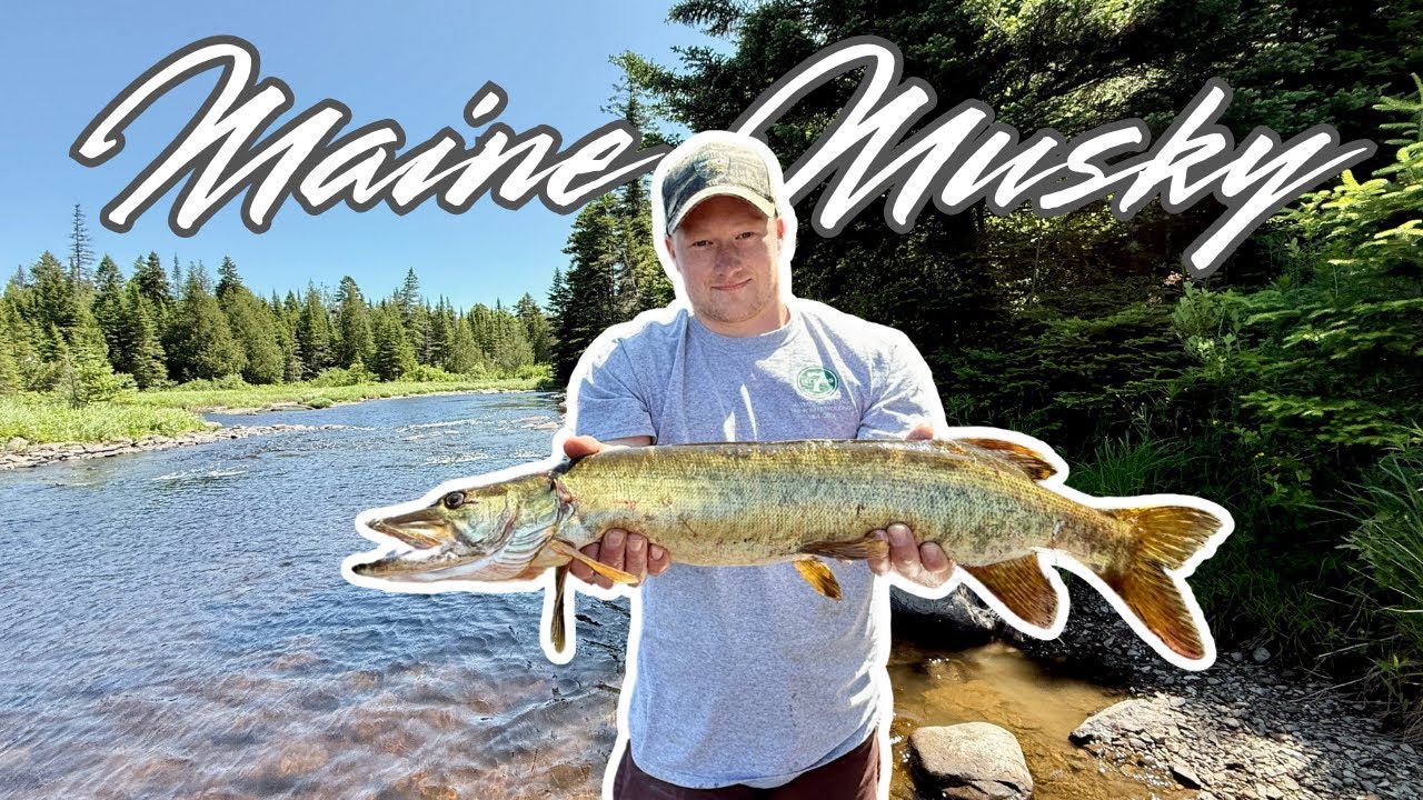 We Drove Hours For This One Fish | Northern Maine Musky