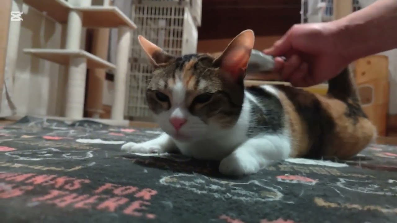 子猫成長日記1011　これは保護猫のドキュメンタリー動画です(笑)　あら皆さんやけに集まるね‥　今朝は底冷えしてないんだな　