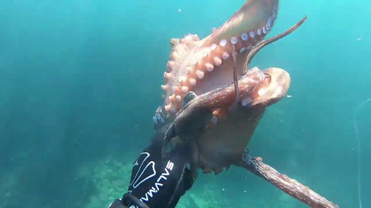 Hobolov - Jadne hobe (octopusing)