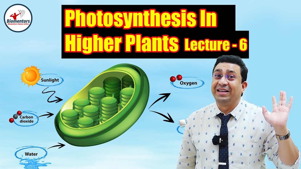Photosynthesis in Higher Plants l Lecture 6 l Biology l NEET