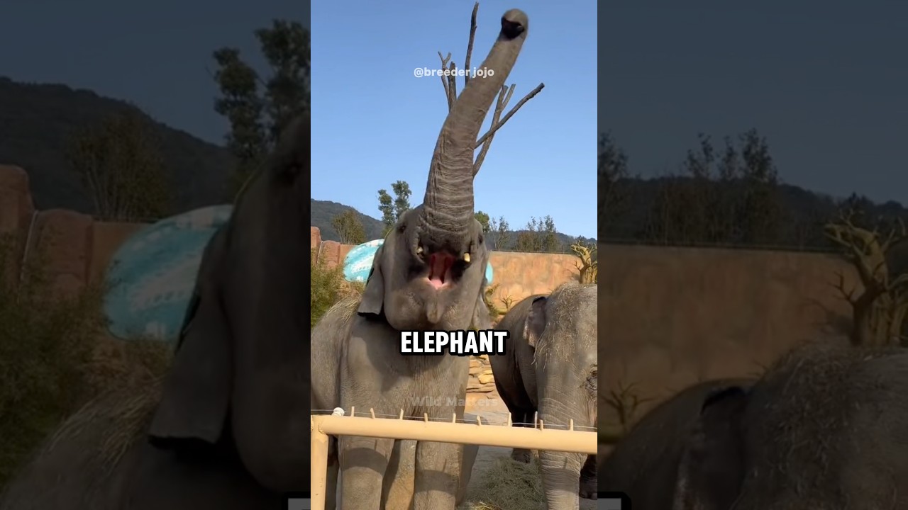 Elephant: One of the Smartest Animals in the World 🐘