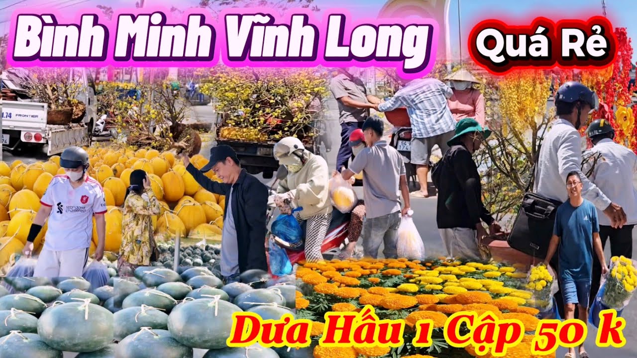 Bông Hoa Mai Dưa Hấu Ế Thê Thảm 1 Cập 50k Quá Xót Thương 29 Tết Bán Sổ Quá rẻ xuân Bính Ngọ 2026