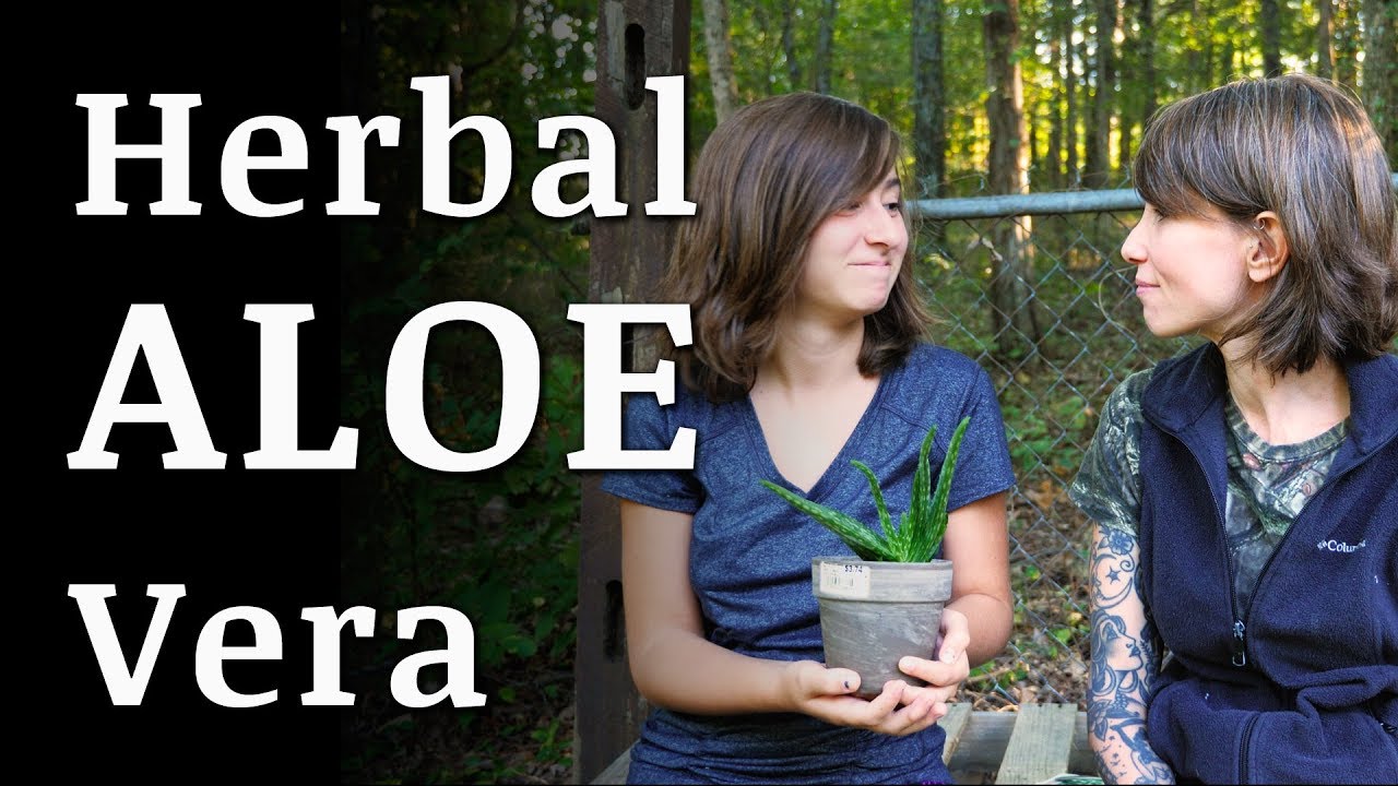 ALOE VERA Plant Medicinal Uses