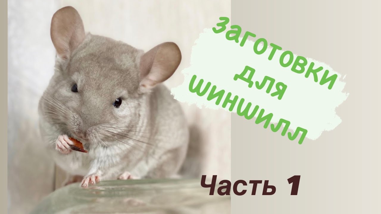Какие растения едят шиншиллы. Что можно заготавливать самостоятельно.