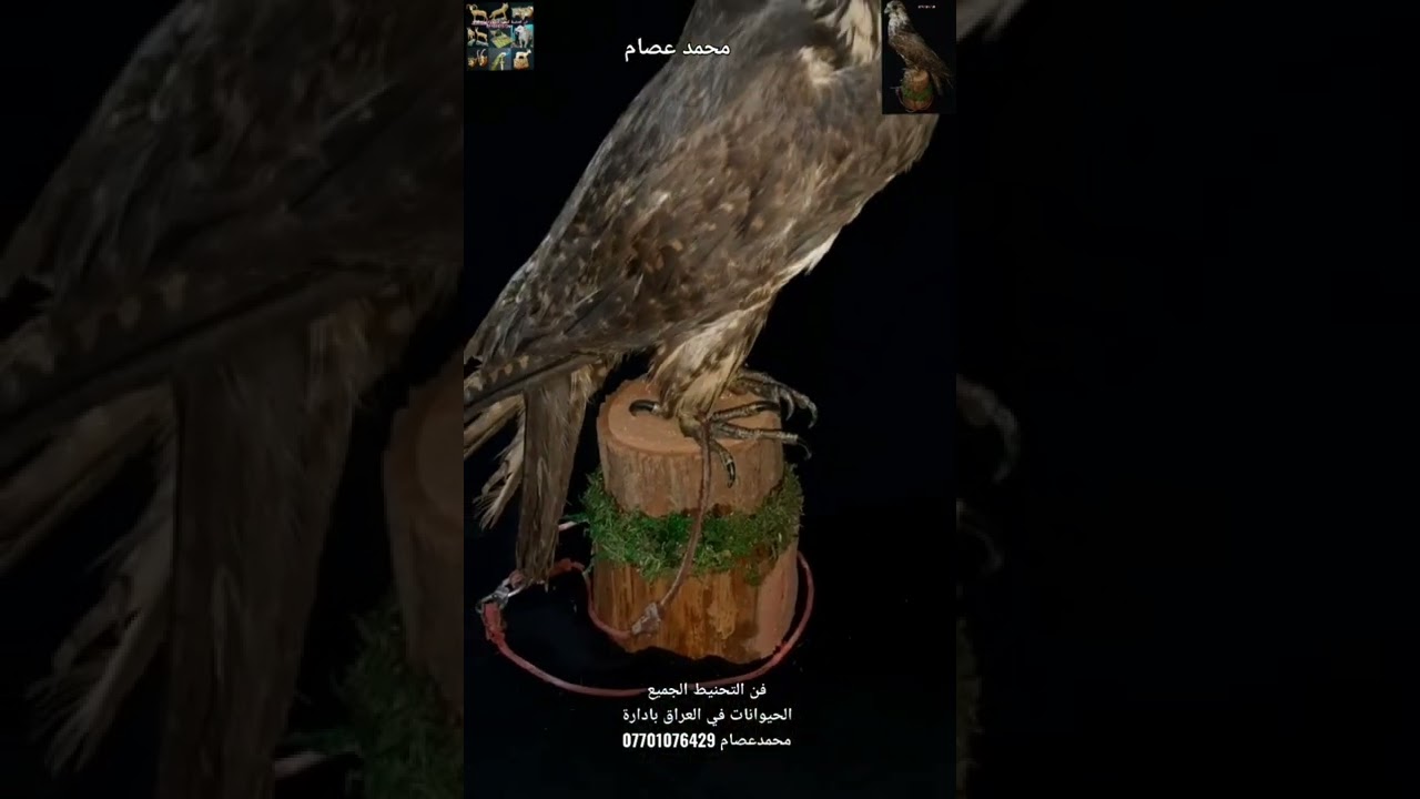 تحنيط  الطائر الصقر