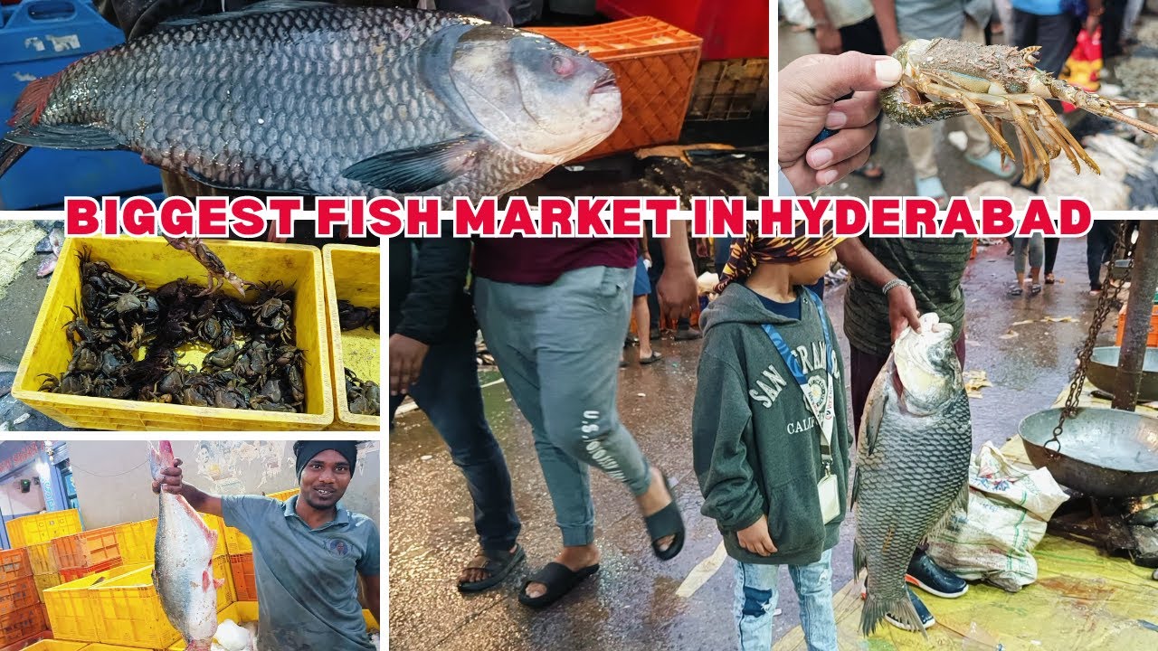 BIGGEST FISH MARKET IN HYDERABAD || MUSHEERABD FISH MARKET || RAMNAGAR FISH MARKET | Hyderabad Fish