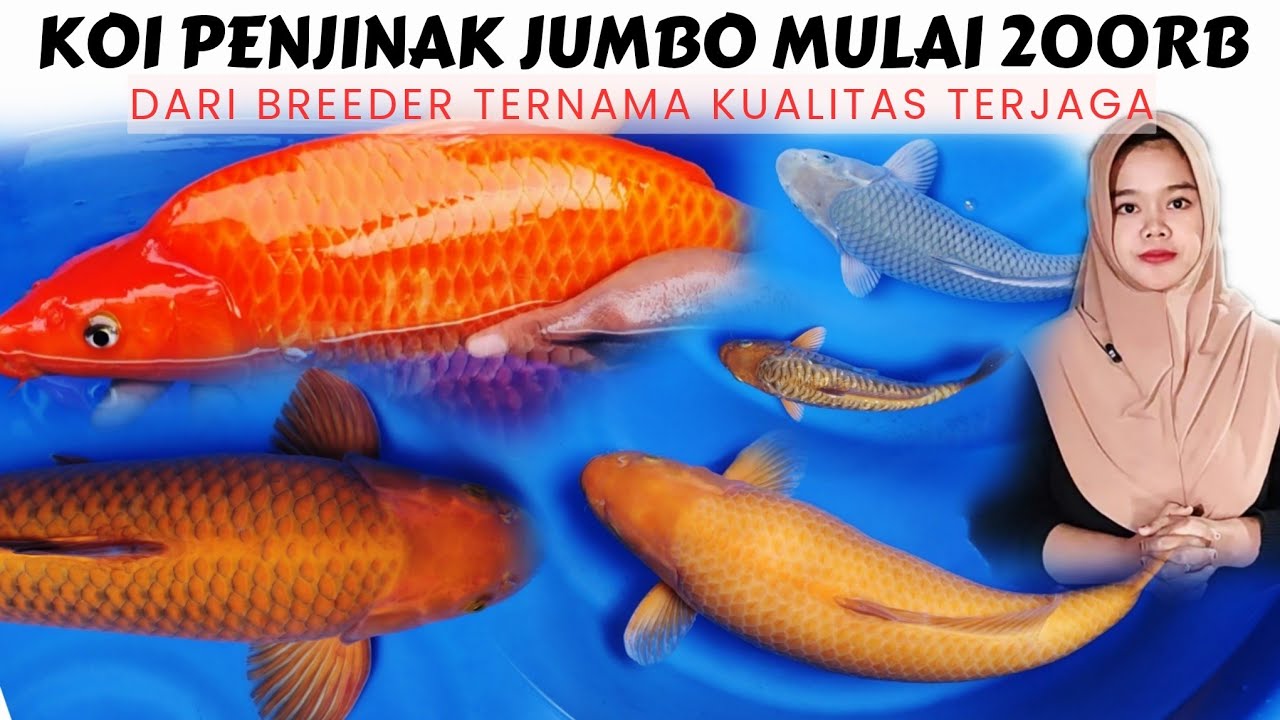AKHIRNYA❗ Di readykan Koi Polosan Jumbo Kualitas Jos di Isa Koi Blitar