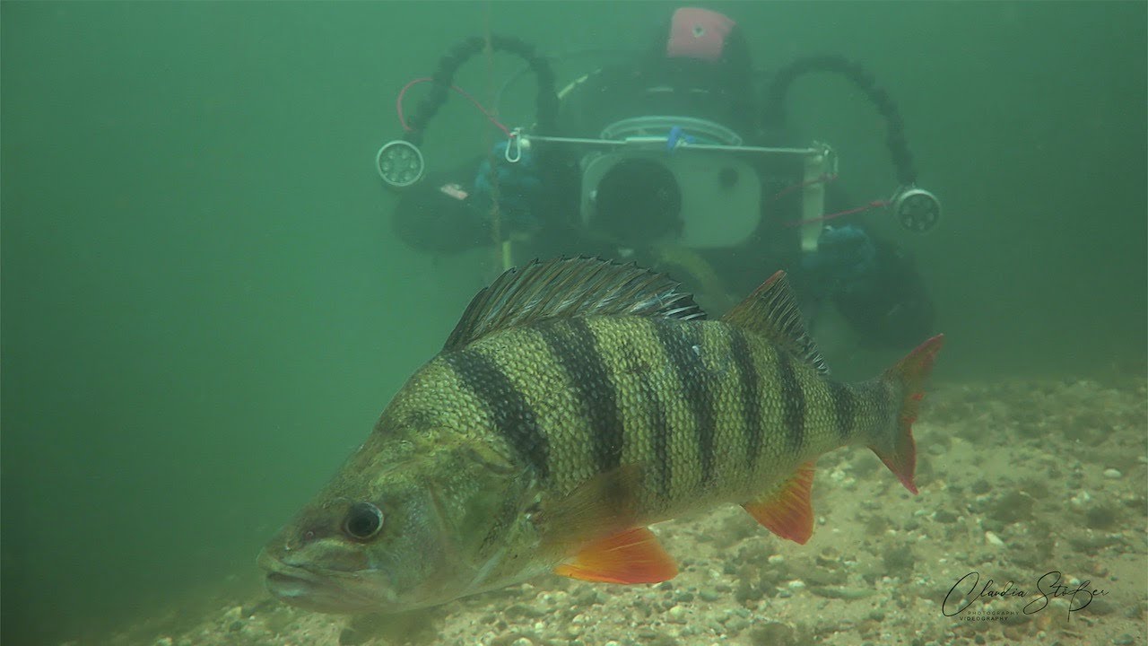 XXL-  Flussbarsch im Jägerweiher