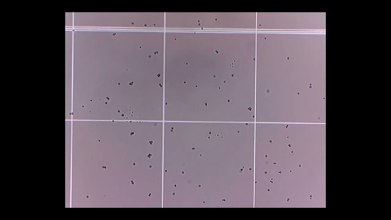 Use of a hemocytometer