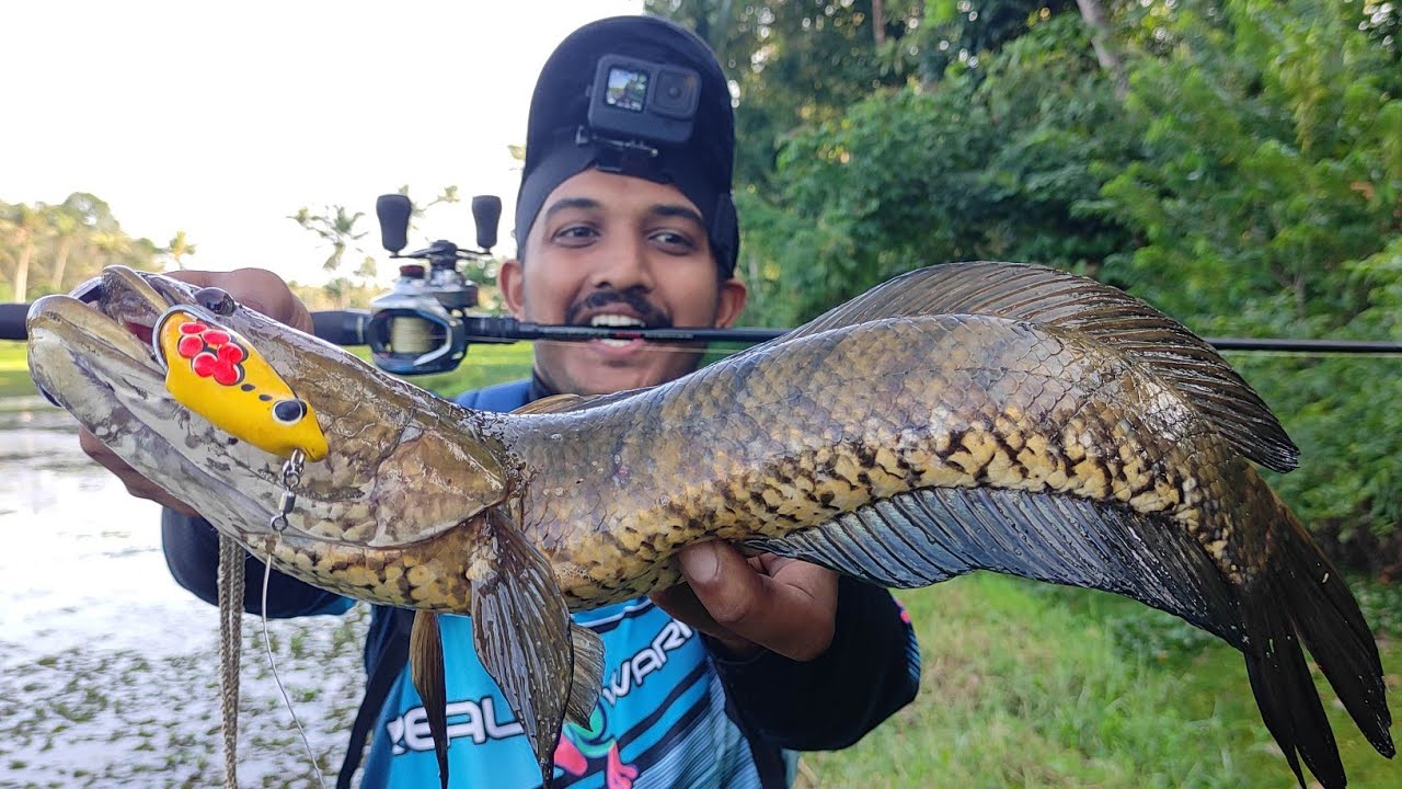 ഇത്രയും വലിഞ്ഞ് നീളുമോ.... 😱😱  | Snakehead fishing Kerala | Traditional Fishing Videos | Fishing