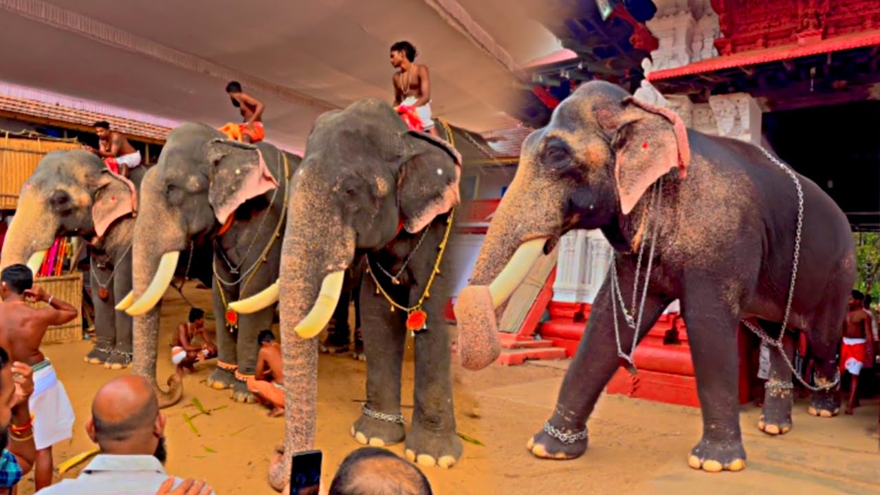 വൃശ്ചികോത്സവം വലിയവിളക്കിന് എത്തിയ ഗജവീരന്മാർ | Elephants at Tripunithura Vrischikolsavam 2022