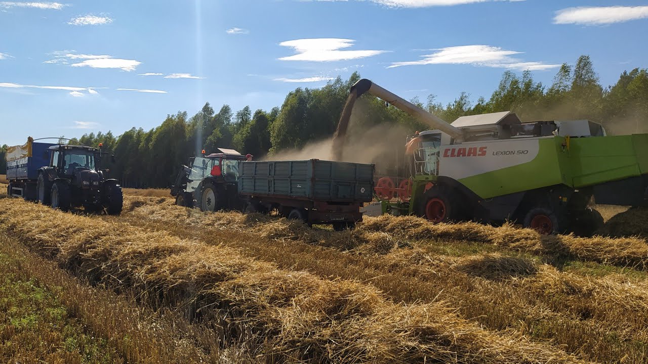⭐Żniwa 2020-żyto⭐Na 4 Valtry! Oraz Lexion 510✨