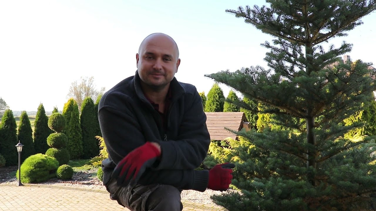Jak zapobiegać chorobom grzybowym w tujach?