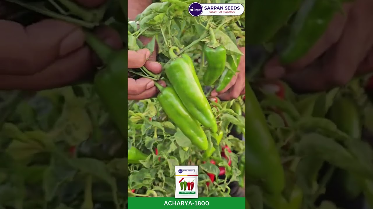 Achar 