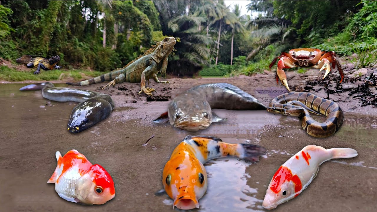 Wadidaw! Catching Big Snakehead Fish in The River, Iguana, Crab, Snake, Mouse, Goldfish, Koi, Eel