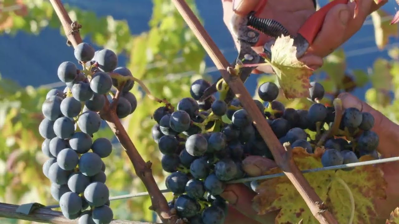 Weinlese in Partschins | 