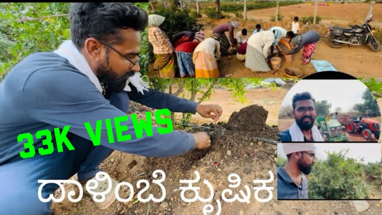 ನಾನು ದಾಳೆಂಬೆ ಕುೃಷಿಕ, ನಿಮಗೆ ನನ್ನ ಸಲಹೆ | Pomegranate Farming #madhusankal