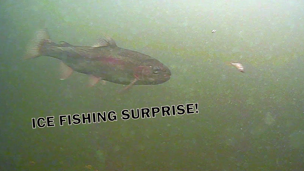 Rainbow Trout Early ICE Northern Wisconsin