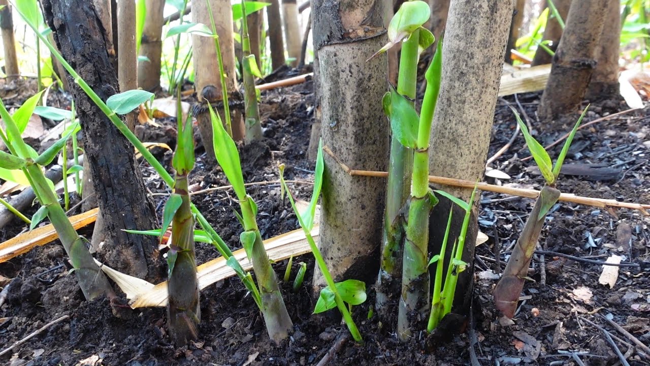 หน่องามๆเลยหน่อไม้ไร่กำลังออกใหม่หน้าแล้ง เก็บดอกกระเจียวตามป่าเขา