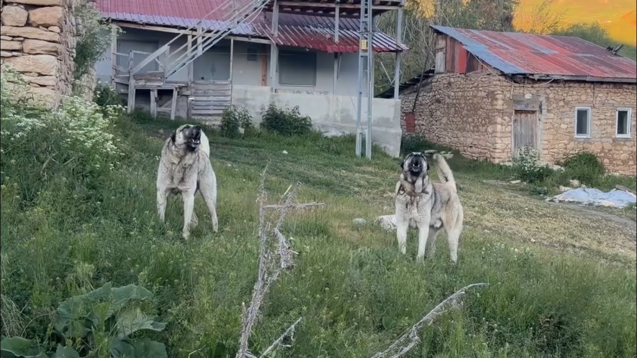 BU İKİ KARDEŞ KARAKIR&Ccedil;IL KANGALLAR BANA SALDIRIYOR SULTAN BUNLARDAN HAMİLE