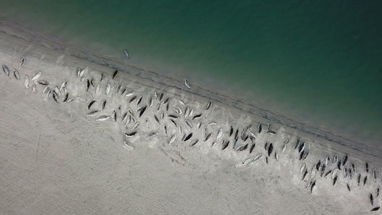 Seal Colony