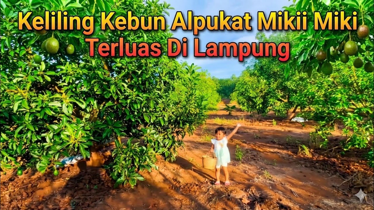 Keliling Sambil Panen di Kebun Alpukat Miki Terluas Di Lampung